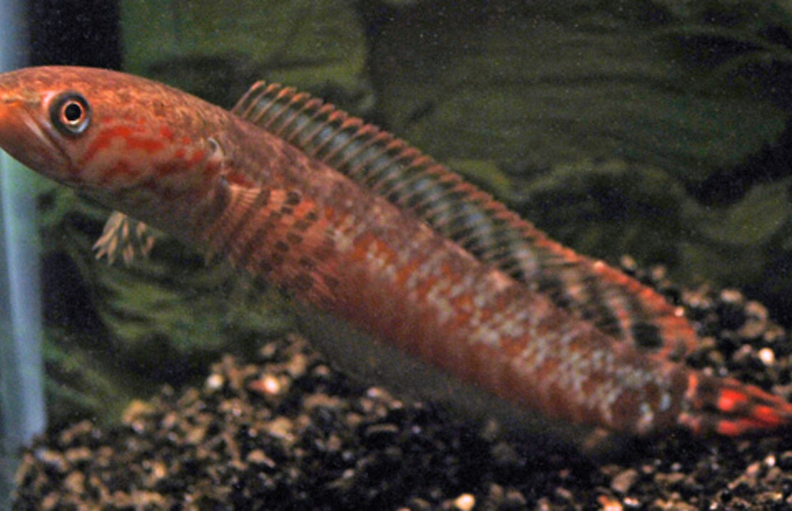 Channa bleheri Slangenkopvis