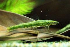 Ammocryptocharax Elegans M Groene Grondel