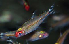 Petitella georgia - Roodkopzalm nakweek