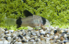 Corydoras Panda M Panda Pantsermeerval