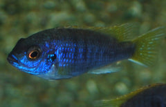 Pseudotropheus acei Luwala