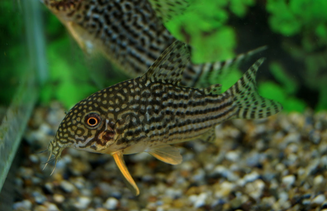 Corydoras Sterbai M Sterba's Pantsermeerval