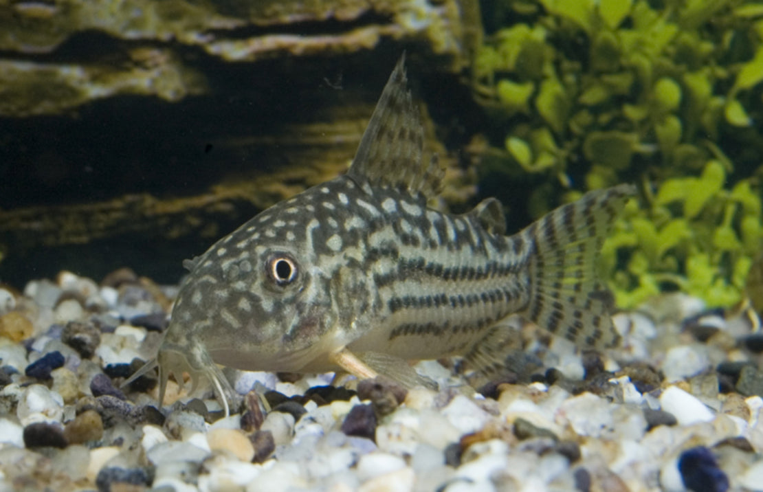 Corydoras Sterbai M Sterba's Pantsermeerval