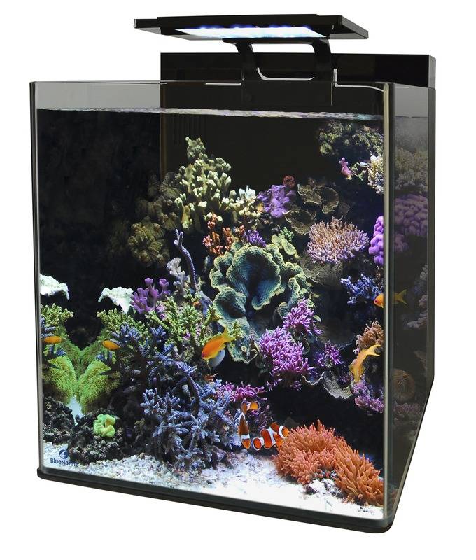 Blue Marine Reef 60
