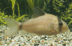 Corydoras Metae M Bandiet Pantsermeerval