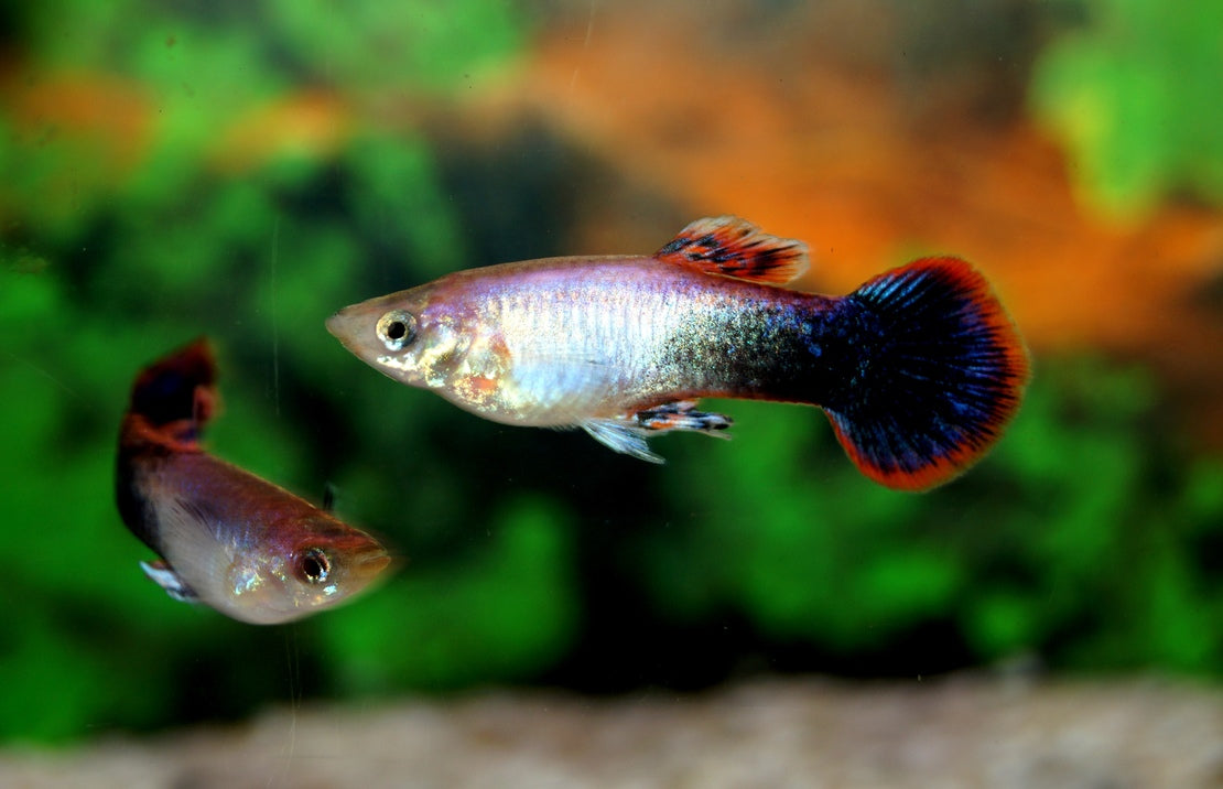 Poecilia reticulata Gup Man Pink Tuxedo