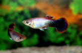 Poecilia reticulata Gup Man Pink Tuxedo