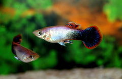 Poecilia reticulata Gup Man Pink Tuxedo