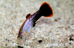 Poecilia reticulata Gup Man Pink Tuxedo