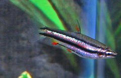 Nannostomus marginatus Dwergpotloodvisje