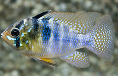 Mikrogeophagus Ramirezi M Antennebaarsje Wildvang