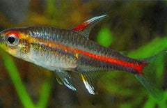 Hemigrammus Erythrozonus Vuurneon