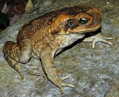 Rhinella marina Bufo marinus pad