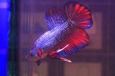 Betta Splendens Betta Plakat Man