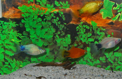 Xiphophorus maculatus platy Mickey Mouse Mix