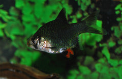 Puntigrus Tetrazona Green S Groene Sumatraan