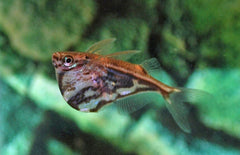 Carnegiella strigata fasciata