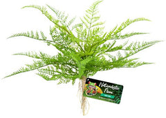 BU-62E LACE FERN 22CM