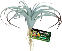 BU-64E TILLANDSIA AIR PLANT 29CM