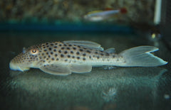 L141 Ancistomus Snethlageae M L141 Ghost Pleco