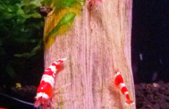 Caridina cf. Cantonensis - Crystal Red Garnaal 2 stuks
