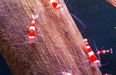 Caridina cf. Cantonensis - Crystal Red Garnaal 2 stuks