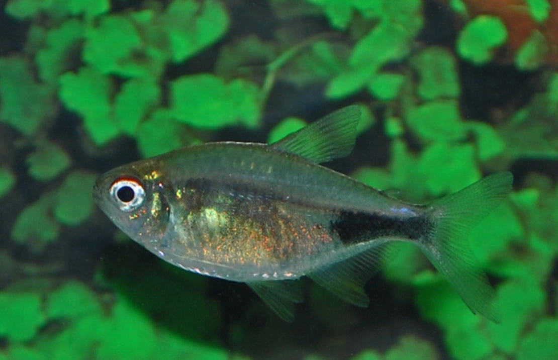 Hemigrammus pulcher M Karbonkelzalm