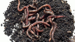 Regenworm