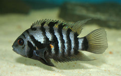 Cichlasoma Nigrofasciatum Zebracichlide
