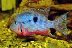 Cichlasoma-thorichthys Meeki