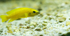 Neolamprologus Leleupi