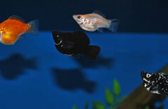Poecilia Sphenops Ballon Molly Dalmatier
