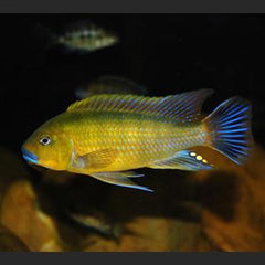 Pseudotropheus Williamsi blue lips