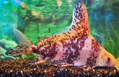 Myxocyprinus Asiaticus Chinese Hoogvinkarper