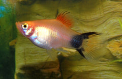Xiphophorus Maculatus Platy Batman M