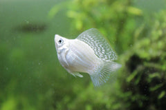 Poecilia Sphenops Ballon Molly Zilver