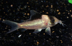 Corydoras Simulatus M Pantsermeerval Simulatus