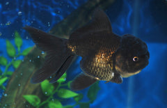 Sluier Staart Leeuwenkop Zwart S