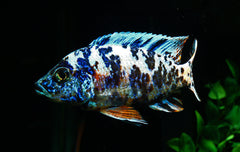 Aulonocara Pastell