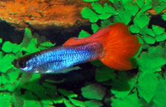 Poecilia reticulata Gup Man Neon Fire Tail Male M