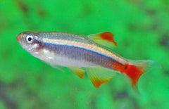 Tanichthys Albonubes Lini M Rode Chinese Danio