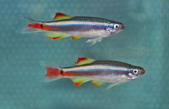 Tanichthys Albonubes Lini M Rode Chinese Danio