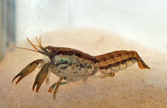 Texanus - Dwergkreeft
