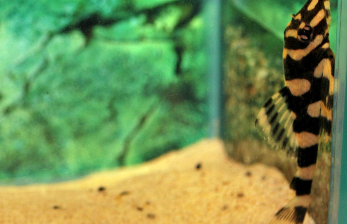 L168 Dekeyseria Brachyura S L168 Butterfly Pleco