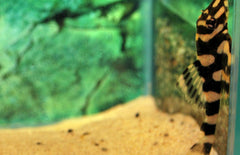 L168 Dekeyseria Brachyura S L168 Butterfly Pleco