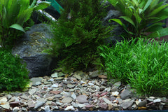 Dennerle Plantahunter grind Rio Xingu