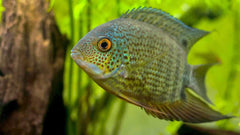 Heros severus turqoise