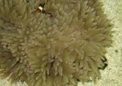 Heteractis Crispa cream