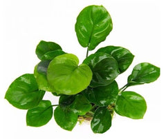 Anubias golden coin