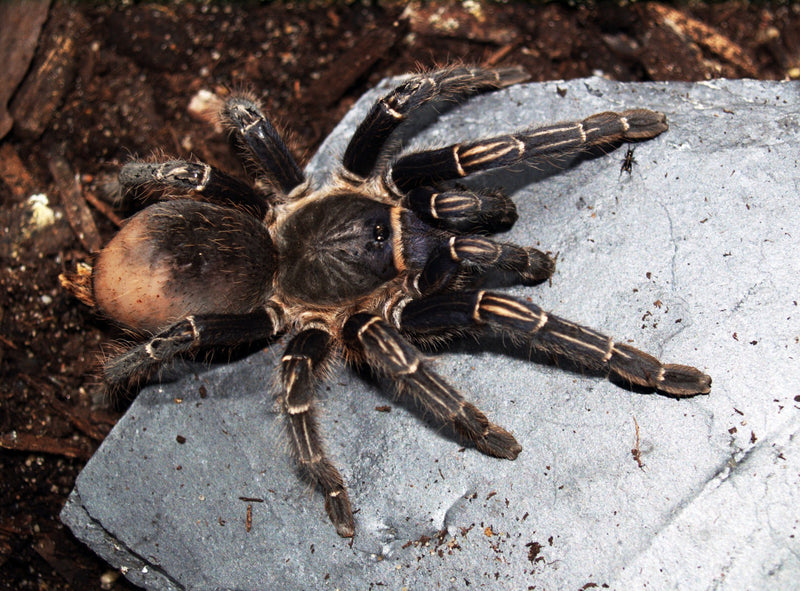 Aphonopelma seemani Zebra vogelspin